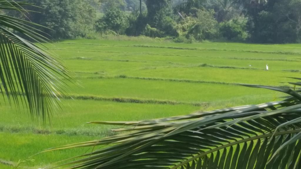 Hotel Serene View Tourist Rest Anuradhapura Zewnętrze zdjęcie