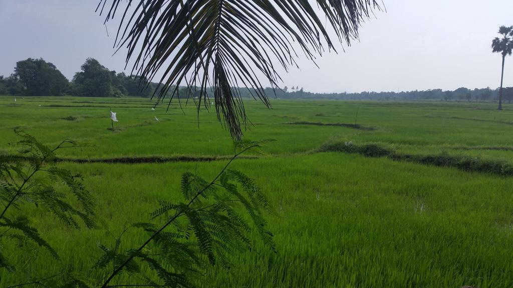 Hotel Serene View Tourist Rest Anuradhapura Zewnętrze zdjęcie